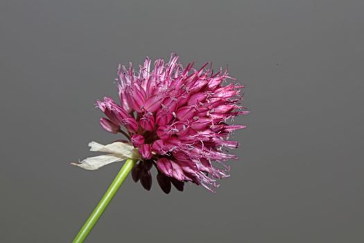 Flower blossom close up botanical modern background allium acutiflorum family amaryllidaceae big size high quality prints