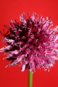 Flower blossom close up botanical modern background allium acutiflorum family amaryllidaceae big size high quality prints