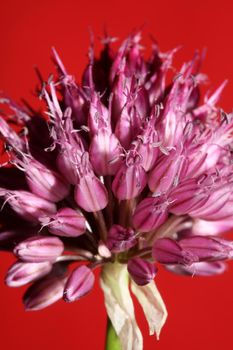 Flower blossom close up botanical modern background allium acutiflorum family amaryllidaceae big size high quality prints