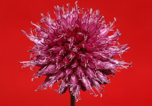 Flower blossom close up botanical modern background allium acutiflorum family amaryllidaceae big size high quality prints