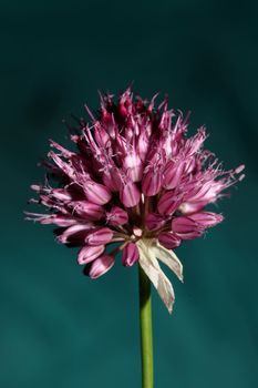 Flower blossom close up botanical modern background allium acutiflorum family amaryllidaceae big size high quality prints