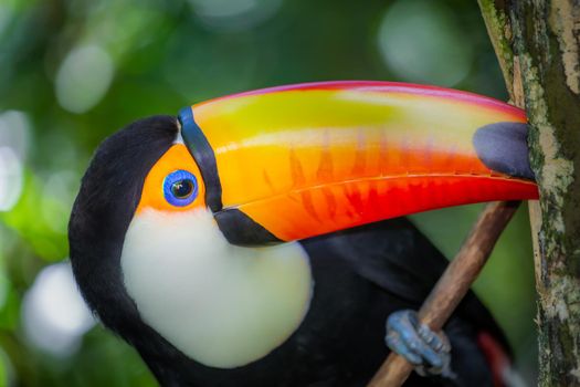 Colorful and cute Toco Toucan tropical bird in Pantanal, Brazil