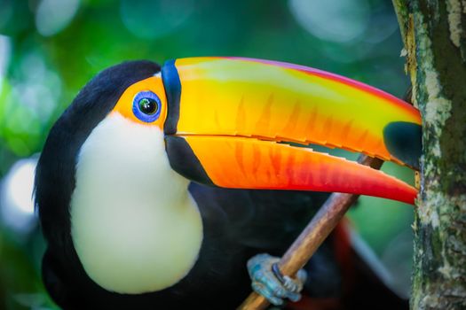 Colorful and cute Toco Toucan tropical bird in Pantanal, Brazil