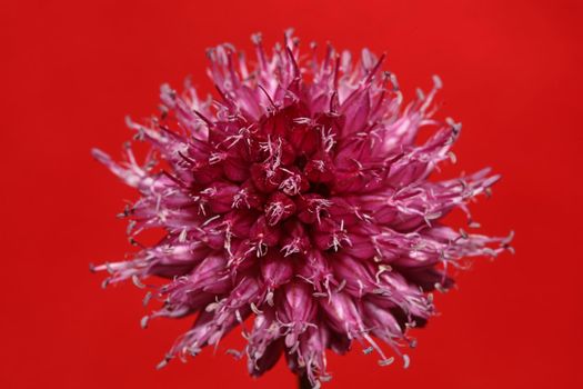 Flower blossom close up botanical modern background allium acutiflorum family amaryllidaceae big size high quality prints