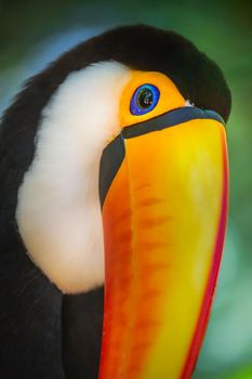 Colorful Toco Toucan tropical bird looking at camera in Pantanal, Brazil