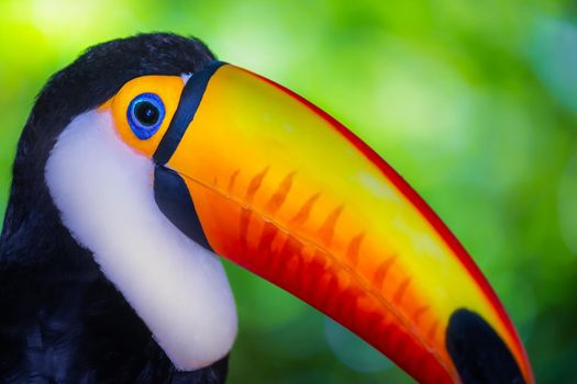 Colorful and cute Toco Toucan tropical bird in Pantanal, Brazil