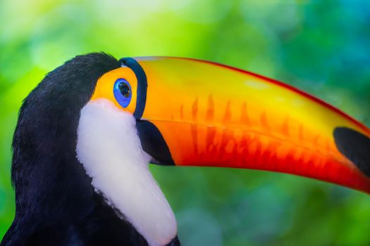 Colorful and cute Toco Toucan tropical bird in Pantanal, Brazil