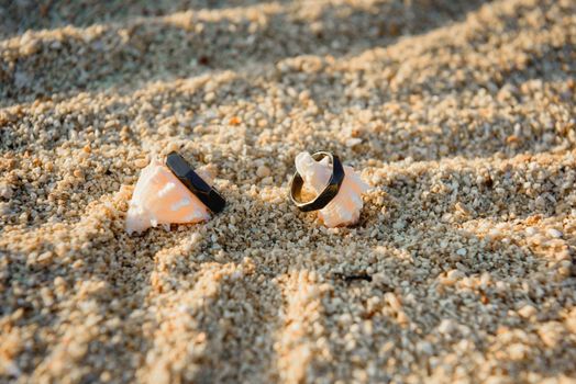 Two black rings lie on the hermit shells.