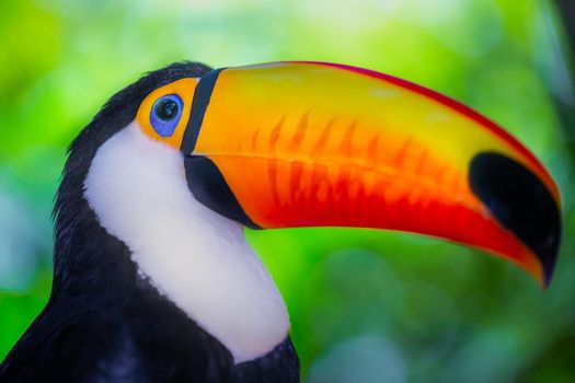 Colorful and cute Toco Toucan tropical bird in Pantanal, Brazil