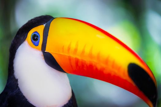 Colorful and cute Toco Toucan tropical bird in Pantanal, Brazil