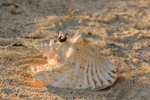 Two black rings lie on the hermit shells.