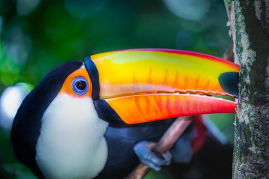 Colorful and cute Toco Toucan tropical bird in Pantanal, Brazil