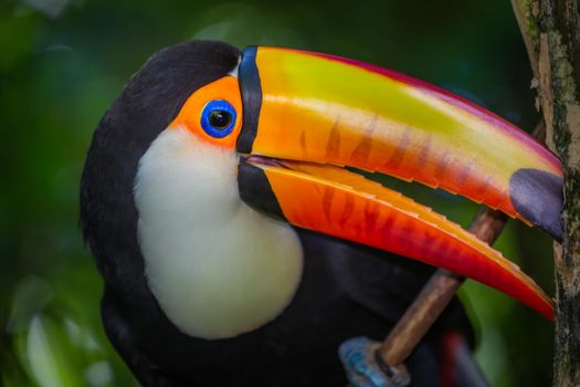 Colorful and cute Toco Toucan tropical bird in Pantanal, Brazil