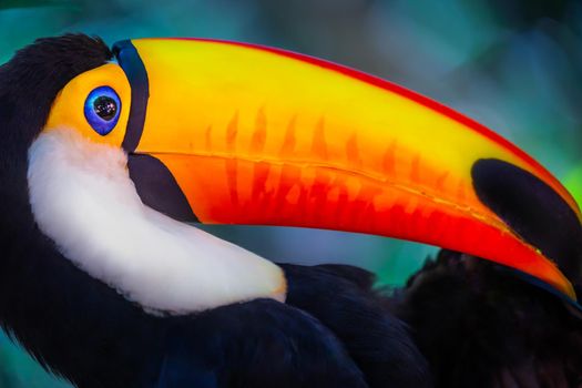 Colorful and cute Toco Toucan tropical bird in Pantanal, Brazil