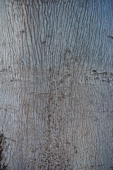 The texture of tree bark light gray