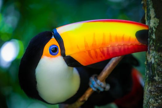 Colorful and cute Toco Toucan tropical bird in Pantanal, Brazil