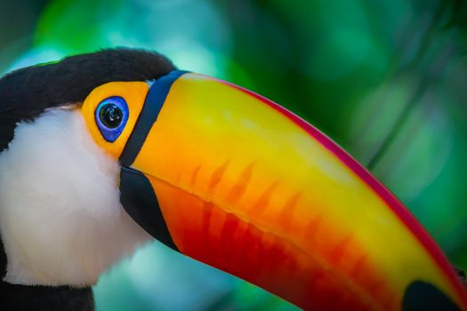 Colorful and cute Toco Toucan tropical bird in Pantanal, Brazil