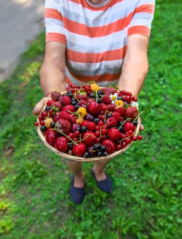 Grandmother holds a harvest of berries in her hands. Selective focus. Food.