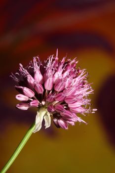 Flower blossom close up botanical modern background allium acutiflorum family amaryllidaceae big size high quality prints