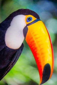 Colorful Toco Toucan tropical bird looking at camera in Pantanal, Brazil