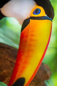 Colorful Toco Toucan tropical bird looking at camera in Pantanal, Brazil