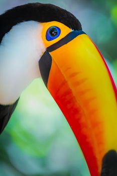 Colorful Toco Toucan tropical bird looking at camera in Pantanal, Brazil