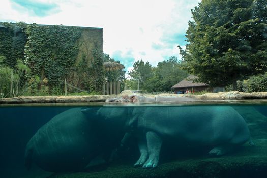 A closeup shot of a hippopotamus under the water at the zoo. Hippo is resting under water