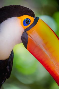 Colorful Toco Toucan tropical bird looking at camera in Pantanal, Brazil