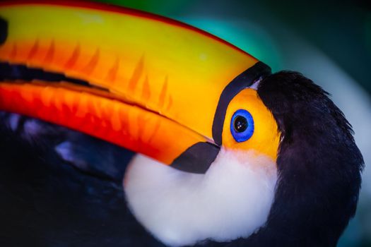 Colorful and cute Toco Toucan tropical bird in Pantanal, Brazil