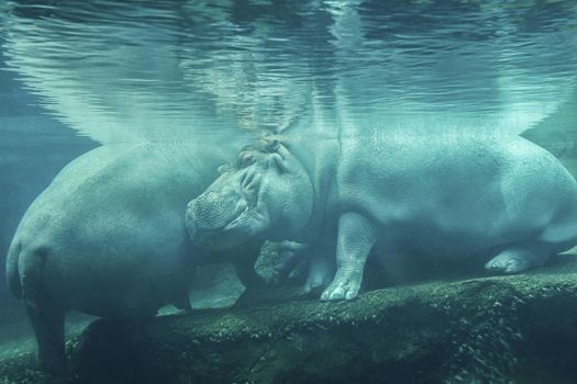 A closeup shot of a hippopotamus under the water at the zoo. Hippo is resting under water