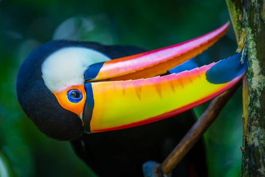 Colorful Toco Toucan tropical bird looking at camera in Pantanal, Brazil