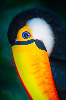 Colorful Toco Toucan tropical bird looking at camera in Pantanal, Brazil