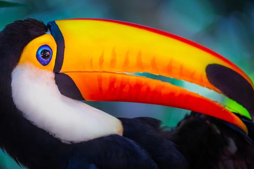 Colorful and cute Toco Toucan tropical bird in Pantanal, Brazil