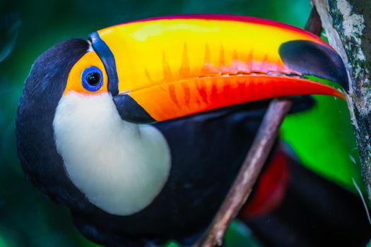 Colorful and cute Toco Toucan tropical bird in Pantanal, Brazil