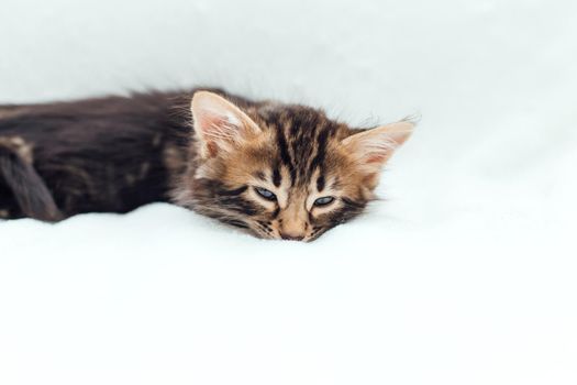 Cute bengal one month old kitten on the white fury blanket close-up.