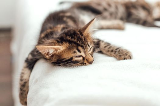 Cute marble one month old bengal kitten sleeping on the white fury blanket.