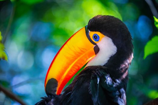 Toucan side profile close-up in Pantanal, Brazil