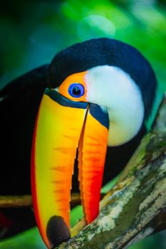 Colorful and cute Toco Toucan tropical bird in Pantanal, Brazil