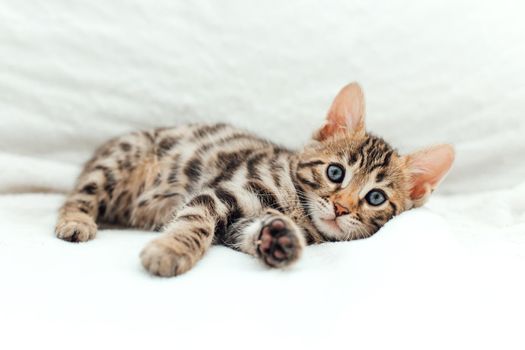 Cute bengal one month old kitten on the white fury blanket close-up.