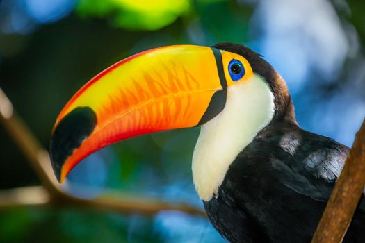 Toucan side profile close-up in Pantanal, Brazil