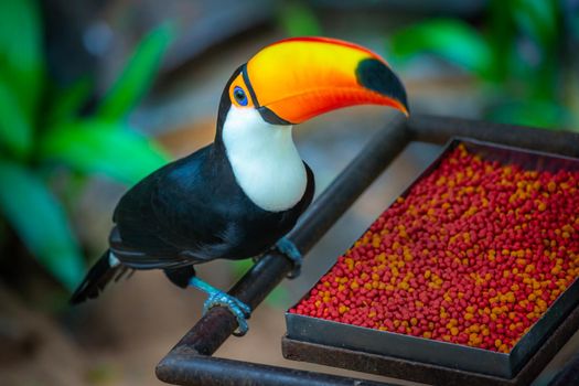 Colorful Toco Toucan tropical bird eating in Pantanal, Brazil