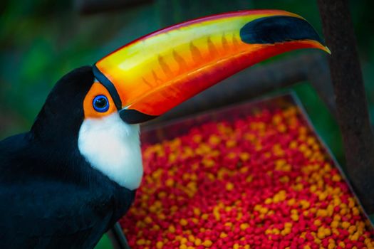 Colorful Toco Toucan tropical bird eating in Pantanal, Brazil