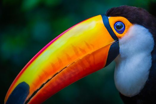 Colorful Toco Toucan tropical bird in Pantanal, Brazil