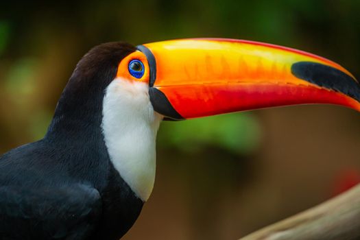 Toucan side profile close-up in Pantanal, Brazil
