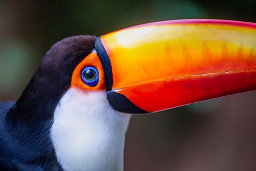 Colorful Toco Toucan tropical bird in Pantanal, Brazil