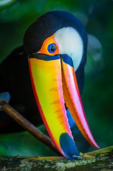 Colorful and cute Toco Toucan tropical bird in Pantanal, Brazil