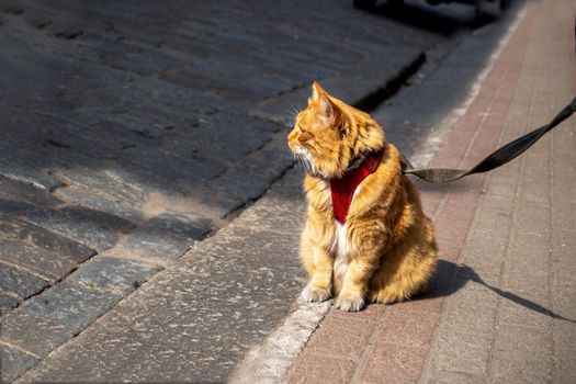 Large plump adult red domestic frightened cat in a harness and on a leash sits on the sidewalk on the street and looks at the owner. Selective focus.