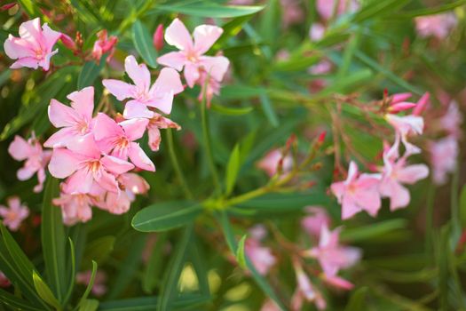 Beautiful pink oleander flowers on blur green leaves background.