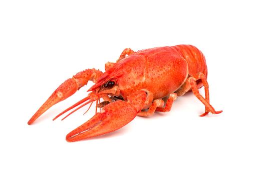 Fresh boiled red crayfish isolated on white background