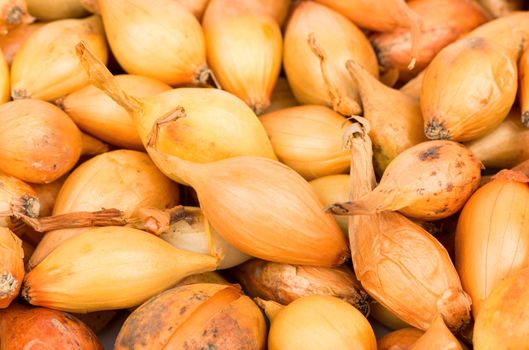 Small seeds of onion closeup